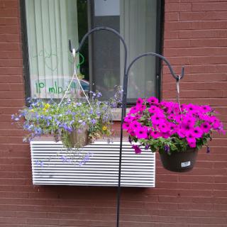 Colorful hanging planters brighten up a balcony with vibrant flowers.