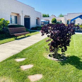 A sunny courtyard with a small tree, pathway, and bench surrounded by buildings.