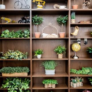 Wooden shelving unit with a variety of indoor plants and decorative items.