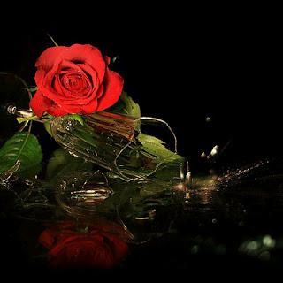 A stunning red rose elegantly reflected on a dark surface, capturing the essence of beauty in nature.