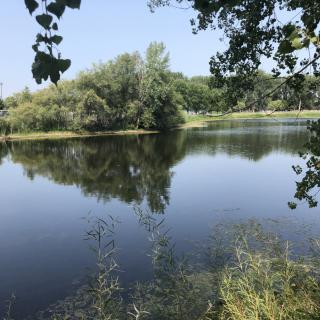 A serene lake with trees reflecting on its surface, surrounded by lush greenery.