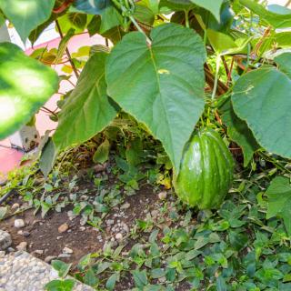 A lush green plant growing in a garden with a large fruit hanging from it.