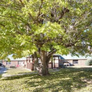 A large tree with green leaves stands in a sunlit yard near a building.