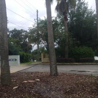 A view of palm trees and a road sign amidst lush greenery.