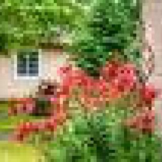 A vibrant garden with red flowers in front of a house.
