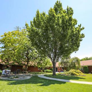A sunny outdoor scene with a lush lawn, large trees, and buildings in the background.