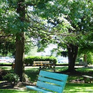 A tranquil park setting with benches under the shade of tall trees.