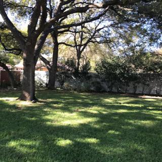 A serene outdoor space featuring lush green grass and towering trees providing shade.