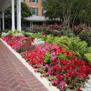 A vibrant flower garden with an array of colorful blooms.