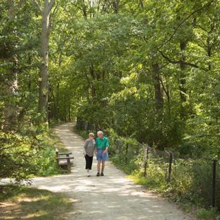 A couple walking on a tree-lined pathway in a park.