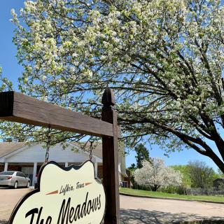 A blossoming tree in a residential neighborhood with a sign reading 'The Meadows'.