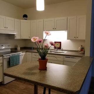 A modern kitchen with white cabinets and a potted plant centerpiece on the countertop.