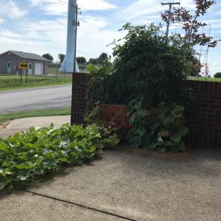 Overgrown plants encroaching on a sidewalk, showcasing nature's resilience in an urban setting.