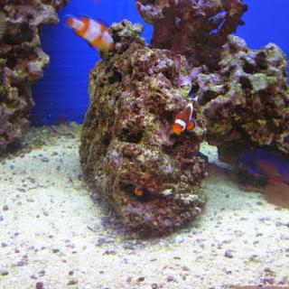 A vibrant aquarium scene featuring clownfish exploring rocky coral formations.