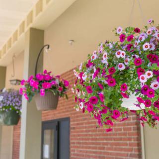Colorful hanging flower baskets adorn the exterior of a building with a brick wall.