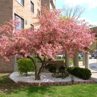 A beautiful flowering tree in full bloom, bringing vibrant colors to the landscape.