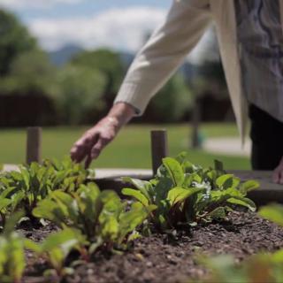 A person tending to a vegetable garden on a sunny day.