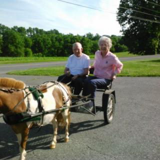 A couple riding in a small carriage pulled by a pony on a sunny day.