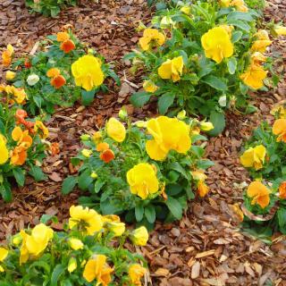 A garden bed featuring vibrant yellow and orange flowers surrounded by mulch.