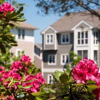 Bright pink flowers in the foreground with residential houses in the background.