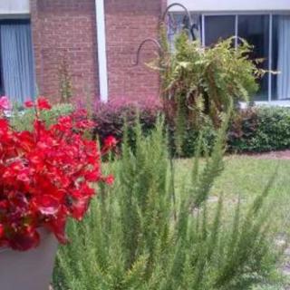 A vibrant garden with red flowers and lush greenery in front of a brick building.