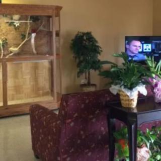 A cozy living room with a television, indoor plants, and a large bird cage.
