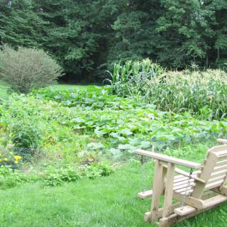 A lush vegetable garden with a wooden bench overlooking the greenery.