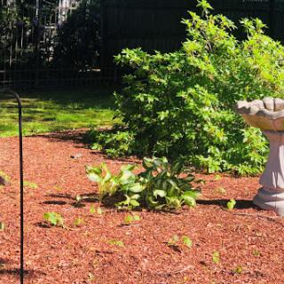 A serene garden setting featuring various plants surrounded by mulch.