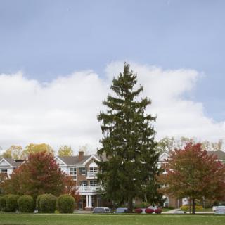 A tall evergreen tree stands in the foreground, surrounded by colorful autumn foliage and houses under a partly cloudy sky.
