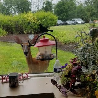 A curious deer peeks through the window, eyeing the bird feeder.