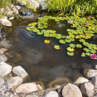 A serene pond surrounded by rocks and lush greenery, adorned with beautiful water lilies.