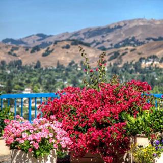 A vibrant garden with pink and red flowers overlooks distant mountains.