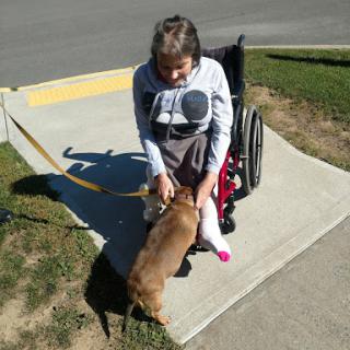 A person in a wheelchair interacts with a dog on a sunny day.