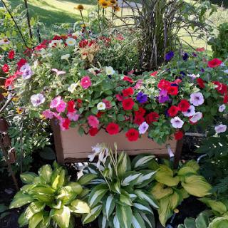 A vibrant display of petunias and lush foliage in a sunny garden.