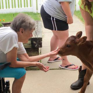 A group of people interacting with a young calf outdoors.