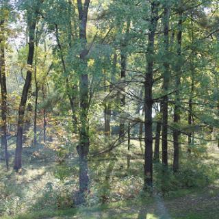 A serene view of a lush forest, filled with vibrant green trees.