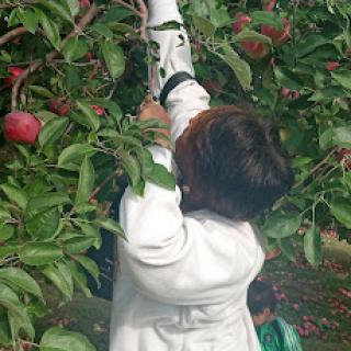 A child reaching for apples in an orchard during harvest season.