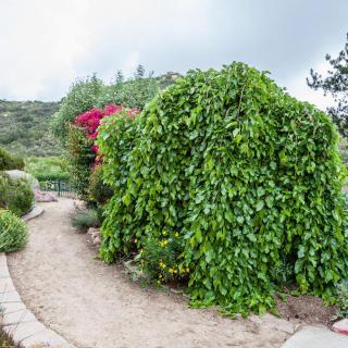 A lush garden path lined with dense green foliage and vibrant flowers.