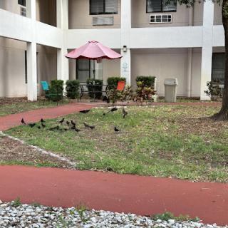 A peaceful courtyard scene featuring a group of birds on the grass, surrounded by seating and a pink umbrella.