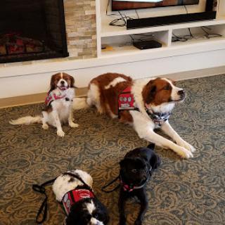A group of therapy dogs relaxing in a cozy living room.