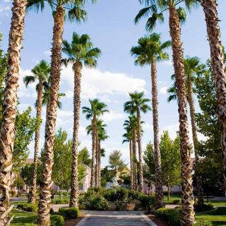 A sunny pathway lined with tall palm trees under a clear blue sky.