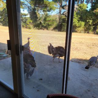 A group of wild turkeys spotted outside a window, enjoying the open space.