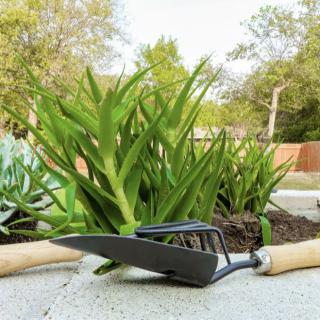 A gardening tool resting on a concrete surface in front of lush green plants.