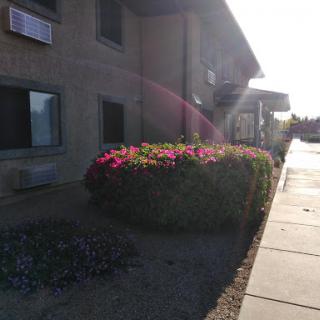 A vibrant flower bed in front of a building, illuminated by sunlight.