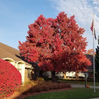A vibrant red tree showcases its autumn colors in a peaceful residential setting.