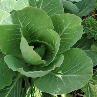 A close-up of a fresh cabbage plant with large green leaves.