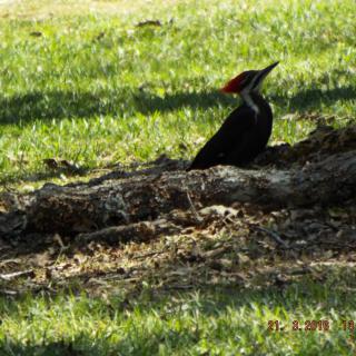 A woodpecker perched on a fallen tree in the grassy outdoors.