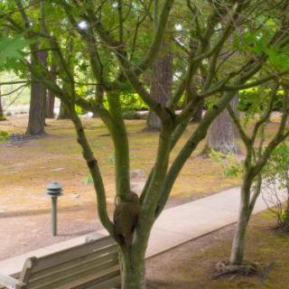 Woodland Heights Oregon