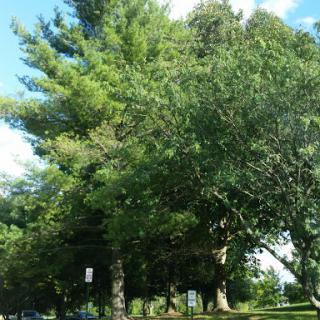 A lush view of trees under a bright sky.