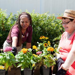 Two people engaged in gardening, tending to a variety of flowering plants outdoors.